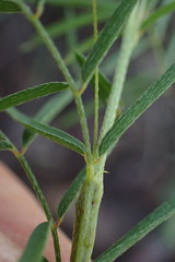 Indigofera filipes