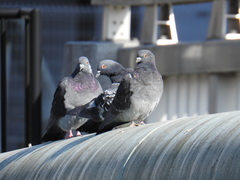 Columba livia domestica