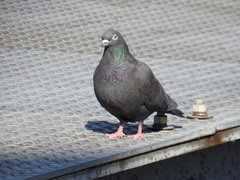 Columba livia domestica