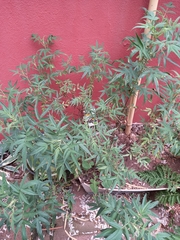 Tagetes nelsonii