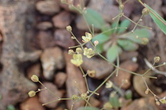 Paramollugo nudicaulis