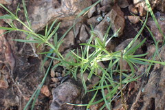 Kohautia caespitosa brachyloba