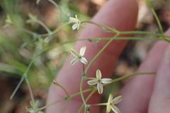 Kohautia caespitosa brachyloba
