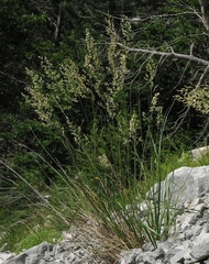 Festuca spectabilis