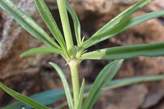 Kohautia caespitosa brachyloba