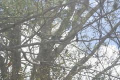 Phaenicophilus palmarum