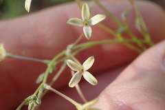 Kohautia caespitosa brachyloba