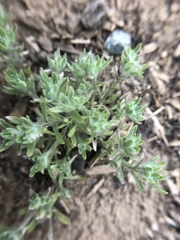 Lasiopogon