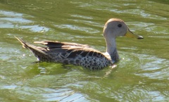 Anas georgica