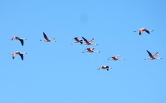 Phoenicopterus chilensis