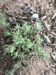 Lasiopogon