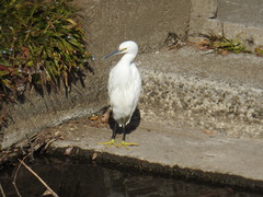 Egretta garzetta
