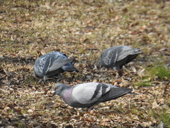 Columba livia domestica