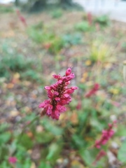 Bistorta officinalis