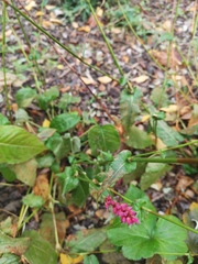 Bistorta officinalis