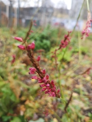 Bistorta officinalis