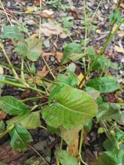 Bistorta officinalis