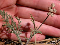 Lomatium nevadense parishii