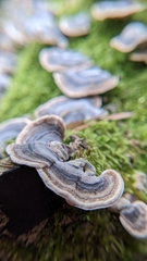 Trametes versicolor