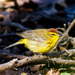 Yellow Palm Warbler - Photo (c) Ken Janes, some rights reserved (CC BY-SA)