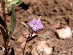 Phacelia exilis