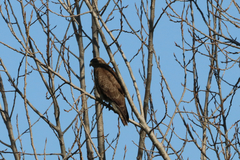Buteo buteo