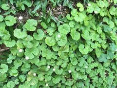Hydrocotyle leucocephala