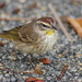Setophaga palmarum palmarum - Photo (c) A. Drauglis, algunos derechos reservados (CC BY-SA)