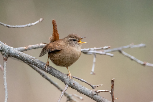 Chochín paleártico (Troglodytes troglodytes)
