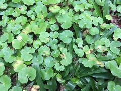 Hydrocotyle leucocephala