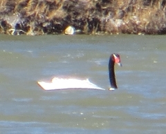 Cygnus melancoryphus