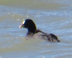 Fulica armillata