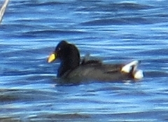 Fulica rufifrons
