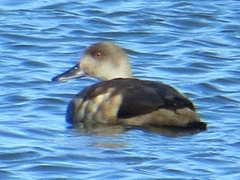 Lophonetta specularioides