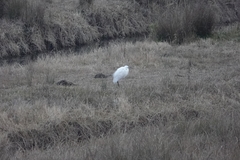 Egretta garzetta