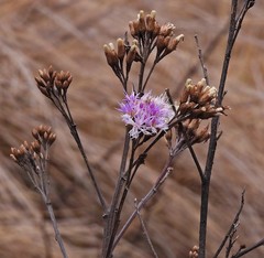 Vernonanthura squamulosa