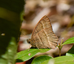Yphthimoides angularis