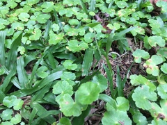 Hydrocotyle leucocephala