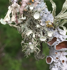 Usnea intermedia