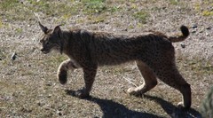 Lynx pardinus