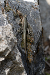 Anatololacerta anatolica