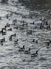 Branta bernicla
