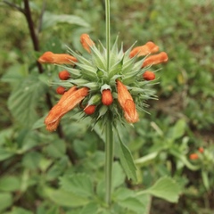 Leonotis nepetifolia image