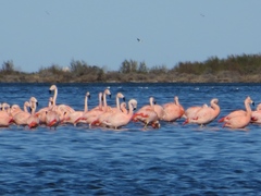 Phoenicopterus chilensis