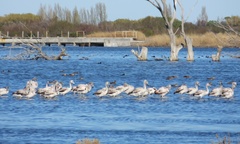 Phoenicopterus chilensis