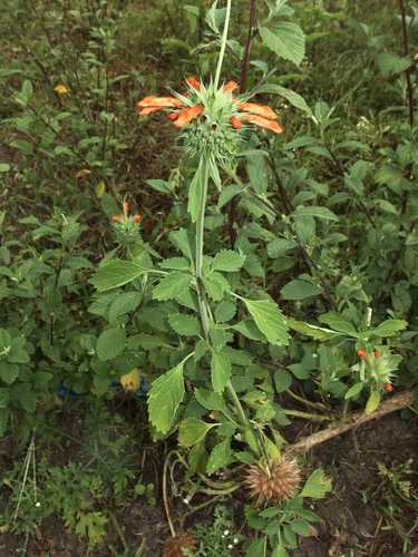 Leonotis nepetifolia image