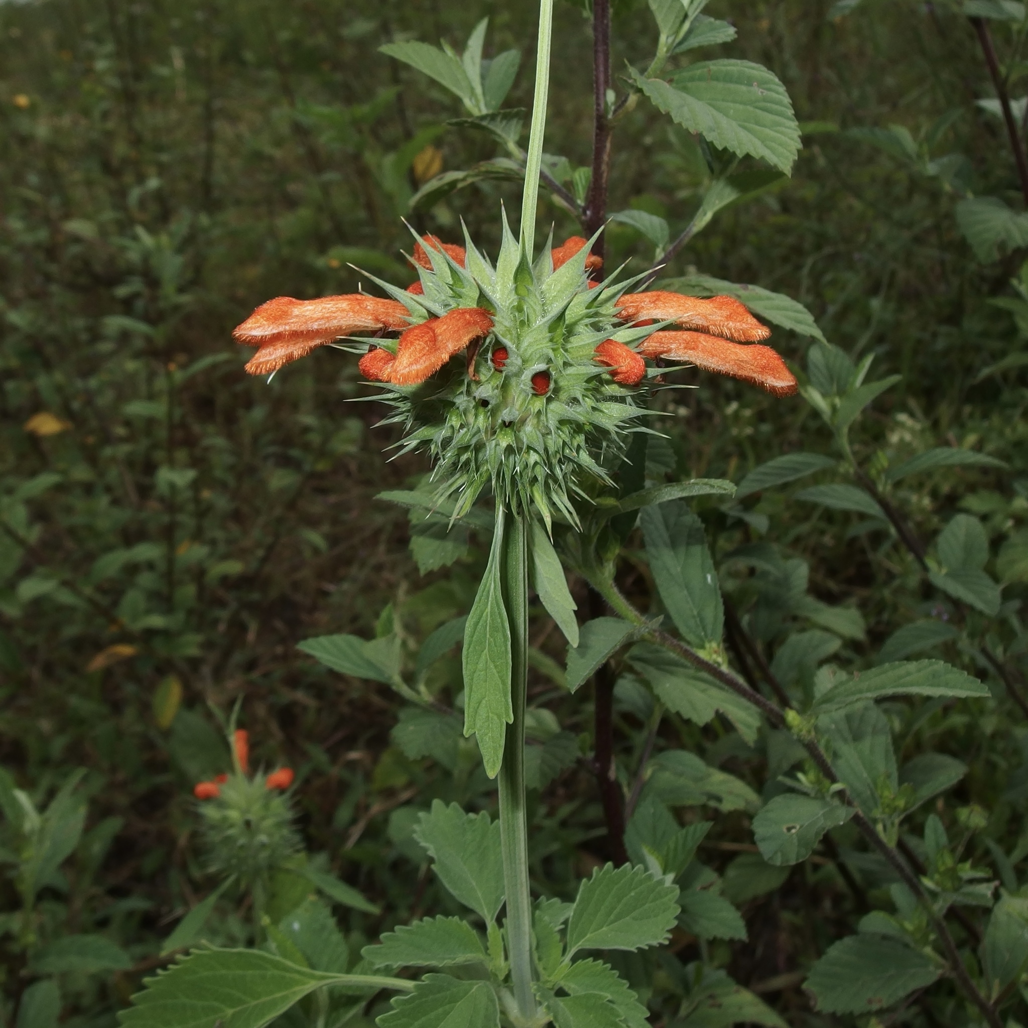 Leonotis image