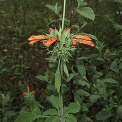 Leonotis nepetifolia image