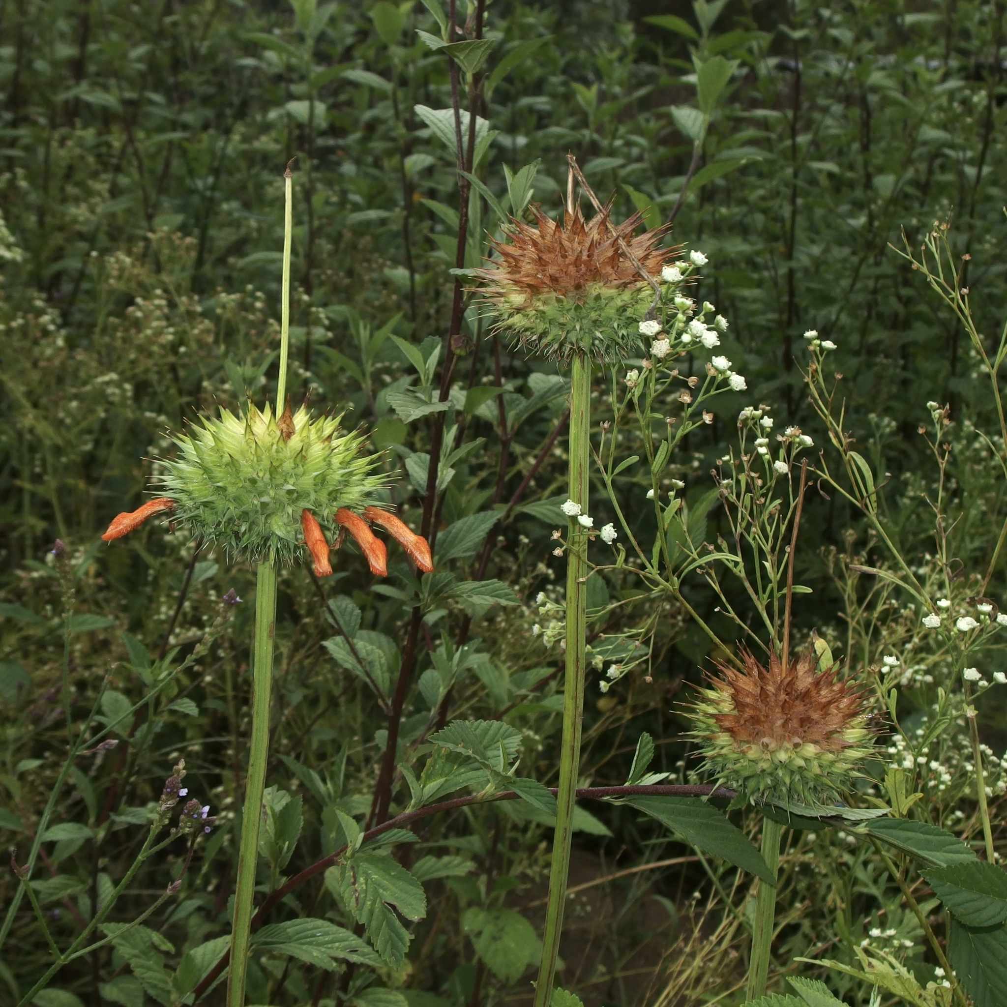 Leonotis nepetifolia image