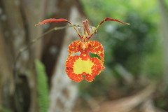 Psychopsis